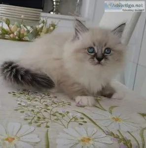 Lovely Ragdoll kittens available