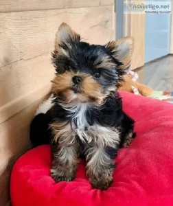 Gorgeous AKC Yorkshire Terrier Puppies