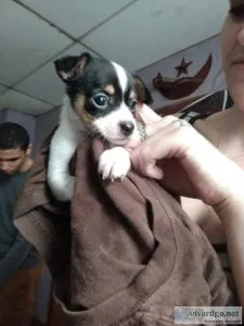 Full blooded Chihuahua