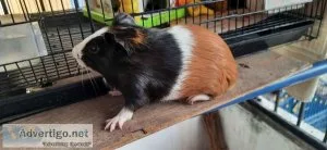 GUINEA PIG FOR SALE