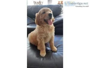 2 Healthy Bloodline Golden Retriver puppies for sale