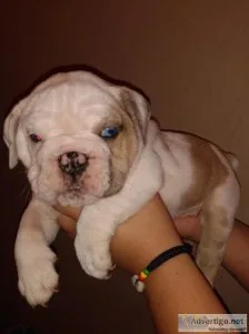 English bulldog