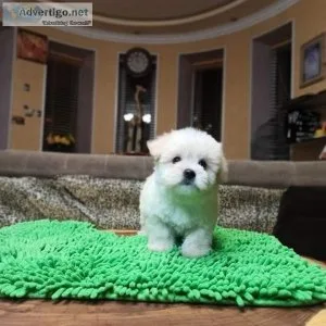 Lovely Maltipoo puppies available