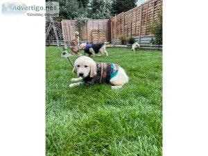 TY Bloodline Golden Retriver puppies for sale