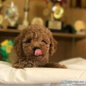 2males 3 females Maltipoo puppies