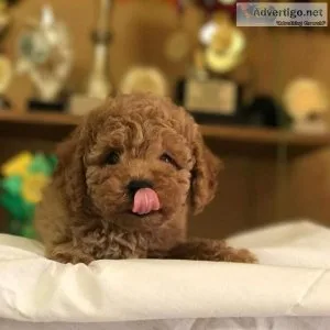 Maltipoo puppies available