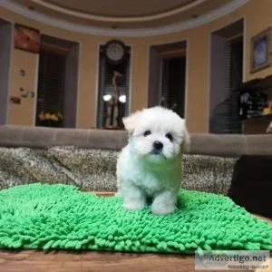 Maltipoo puppies for rehoming