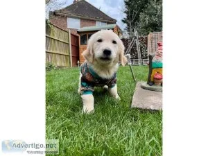 Kind Bloodline Golden Retriver puppies for sale