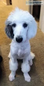 Puppy