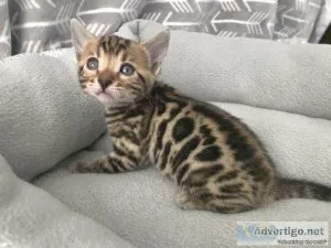 KDDsx Bengal kittens for sale