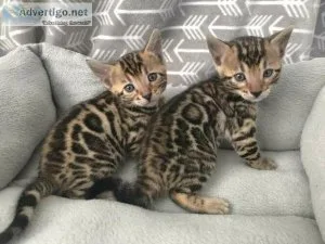 Yila Bengal Kittens for sale