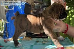 Boxer puppies