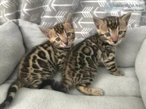 Active Bengal kittens for sale