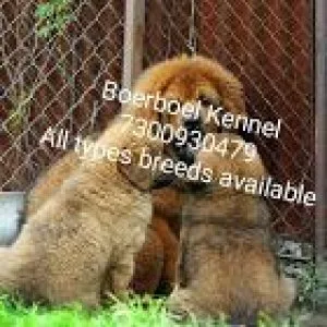 Healthy And Very Active Bull mastiff puppies...7300930479