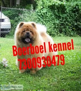 Healthy And Very Active Chow chow puppies...7300930479