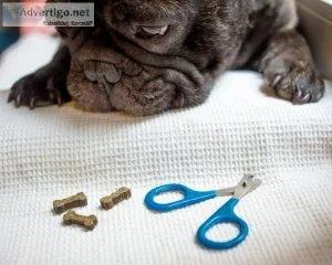 Best Paw and Skin Conditioner for Dogs