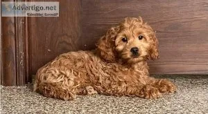 planing for rehoming cockapoo puppies
