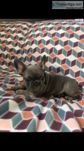 French bulldog