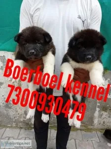 Healthy And Very Active Akita puppies...7300930479