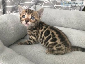 afaddaric Bengal kittens for sale