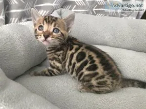 afaddaric Bengal kittens for sale