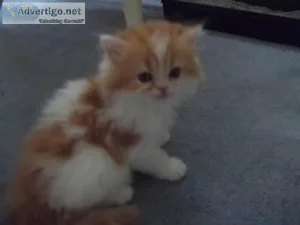 Fantasstic Persians