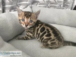 HJG Bengal kittens for sale