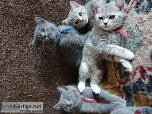 British Shorthair kittens