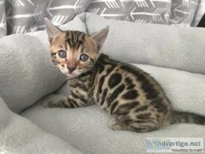ndbnx Bengal kittens for sale