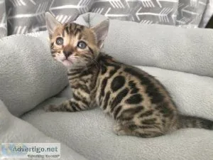 Hsx Bengal kittens for sale