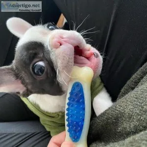 French bulldog for Rehoming