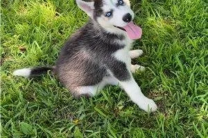 Lovely Siberian husky puppies...(970) 795-8918