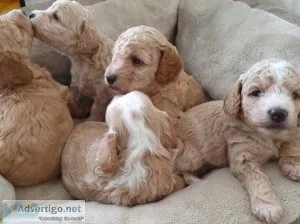 heavenly cockapoo puppies ready