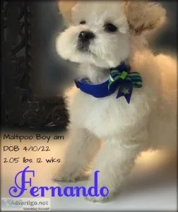 Quality Maltipoo Puppies