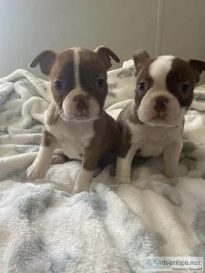 Boston terrier
