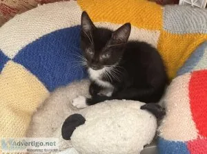 Tuxedo kitty