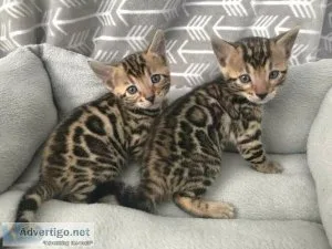 DHS Bengal kittens for sale