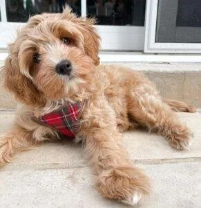 Cavapoo puppies for sale