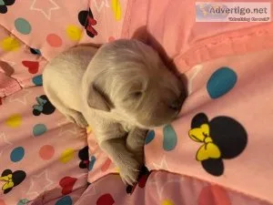 English Cream Golden Retriever Puppies