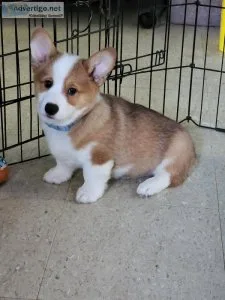 Purebred Pembroke Welsh Corgi Puppies