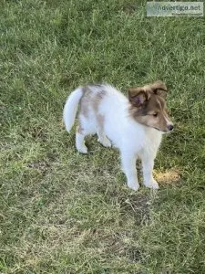 CHW male Sheltie