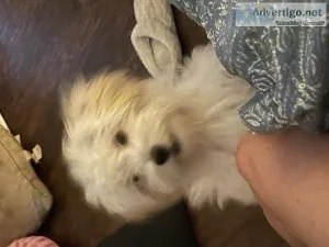 Havapoo white female 6 months old