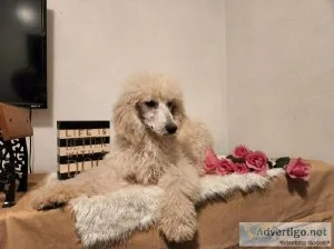 Standard Poodle Female