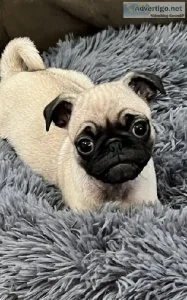 Pugs