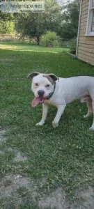 American Bullies White Rhino bloodline