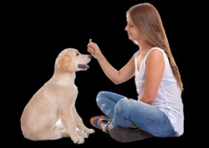 Obedience Training For Puppies In Ca Is An Important Part Of Own