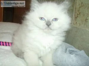 himalayan persian kitten