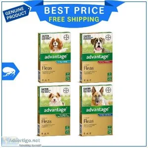 Buy Advantage now to protect and treat your dog against fleas
