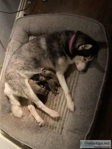 Ckc Siberian Husky Puppies