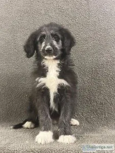 Bordoodle puppies